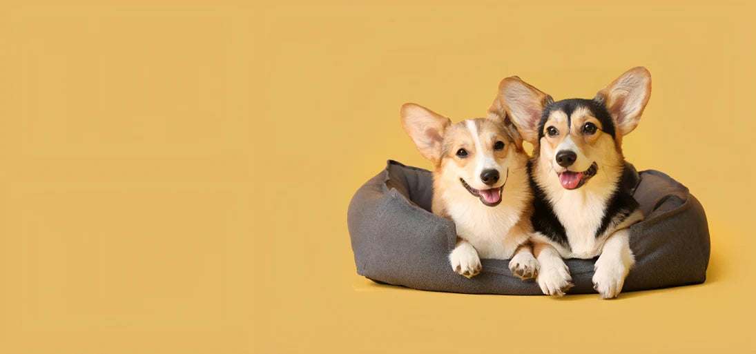 PetopiaShop Store | Pet Supplies Online